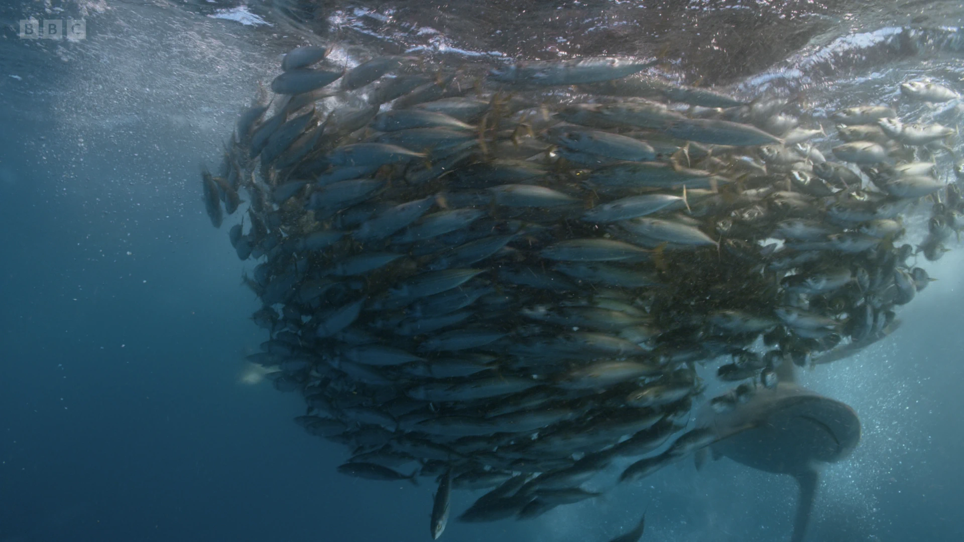 Pacific chub mackerel (Scomber japonicus) as shown in A Perfect Planet - Oceans